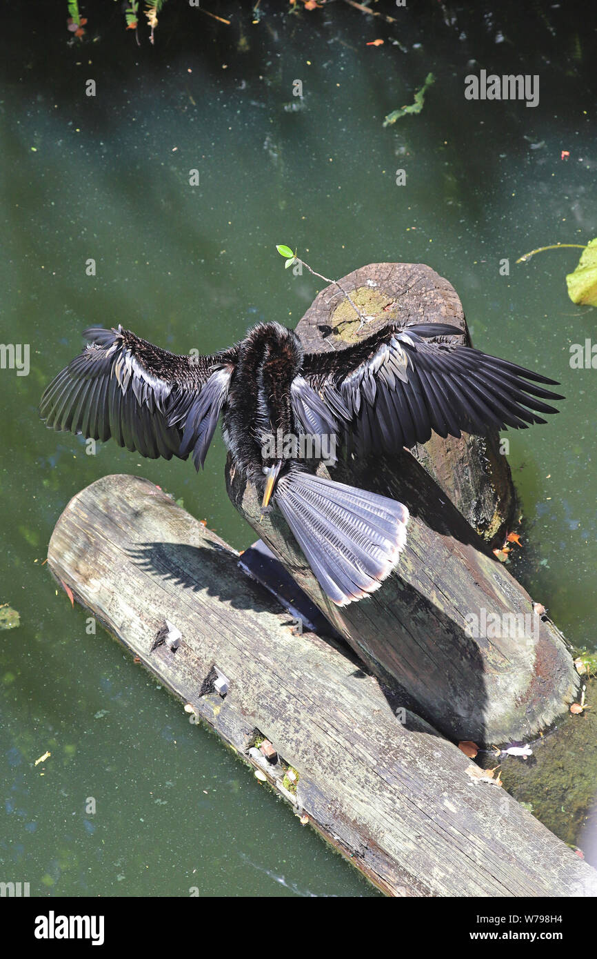 Anhinga o snakebird preening mentre asciugando fuori nel sole Foto Stock