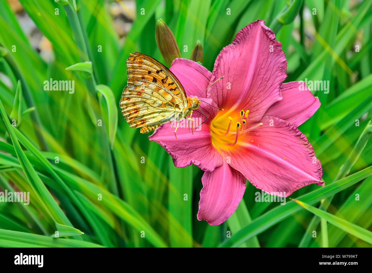 Butterfly Silver-lavato fritillary (Argynnis paphia) seduto su una bella rosa daylily fiore con le ali ripiegate verso l'alto. Focus su daylily e burro Foto Stock