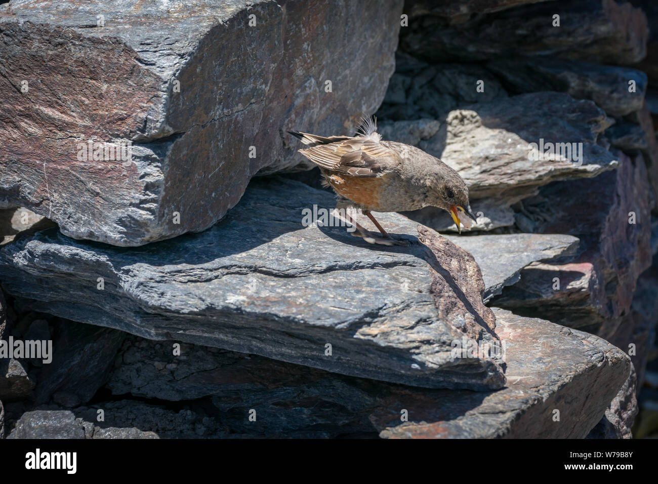 Paesaggio della Sierra Nevada,i vertici della Mulhacen e Veleta. Foto Stock