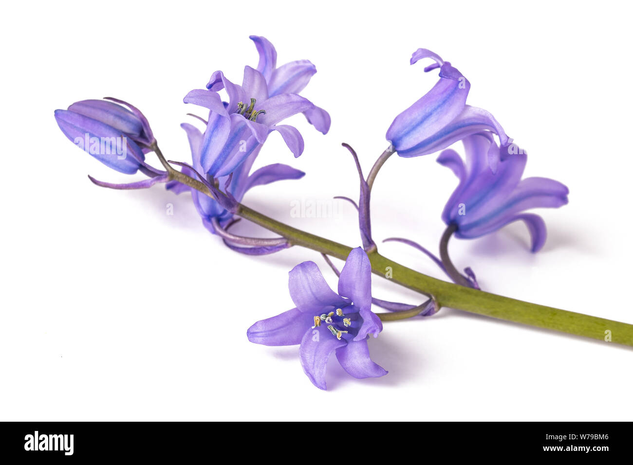 Campanule isolato su bianco. Campanula rotundifolia Foto Stock