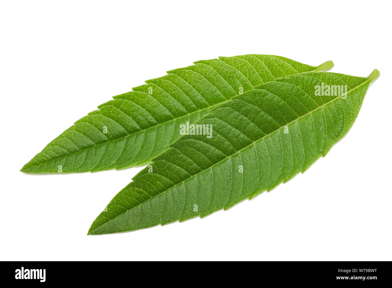 Louisa herb foglie (beebrush) isolato su sfondo bianco Foto Stock
