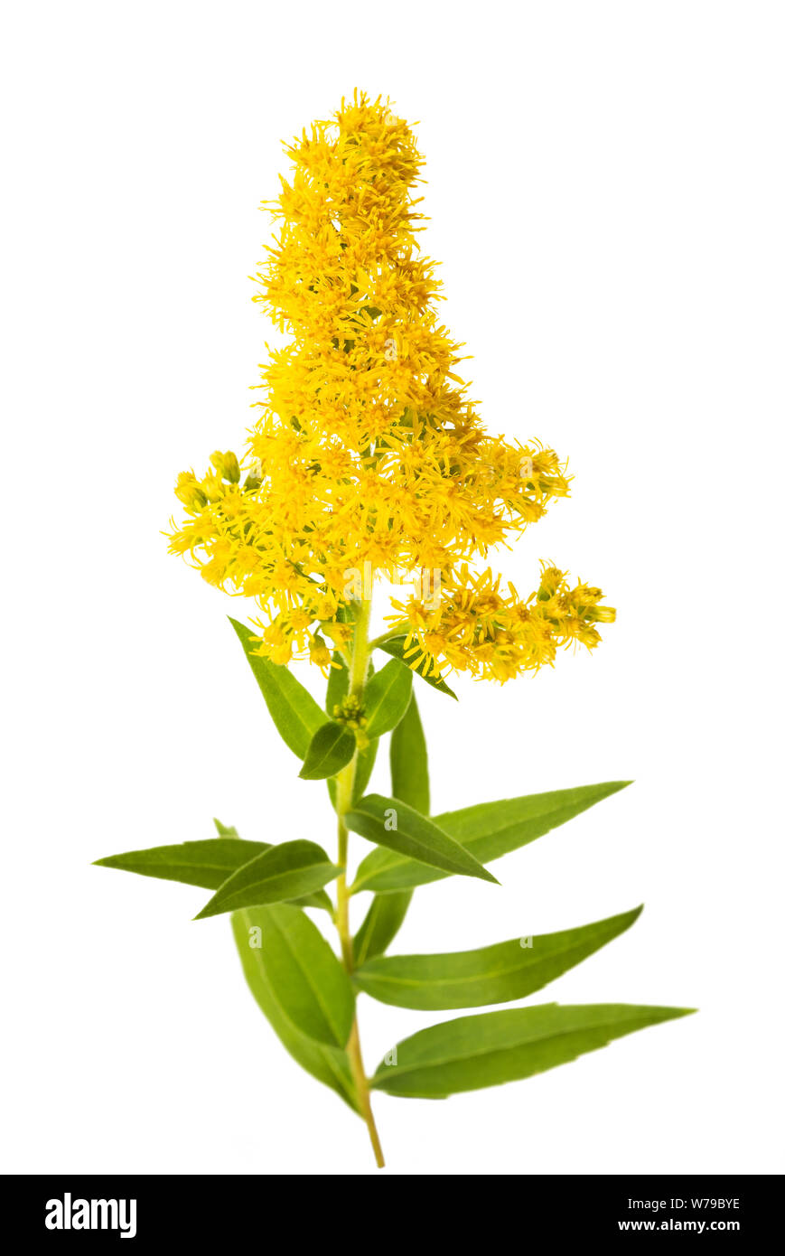 Tall oro (Solidago gigantea) fiori isolati su bianco Foto Stock