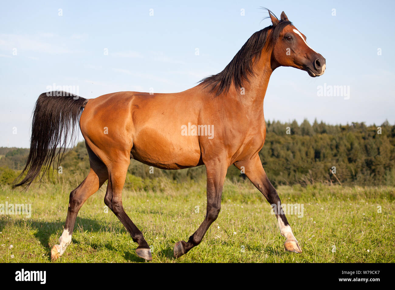 Arabian Horse Running free in Prato Foto Stock
