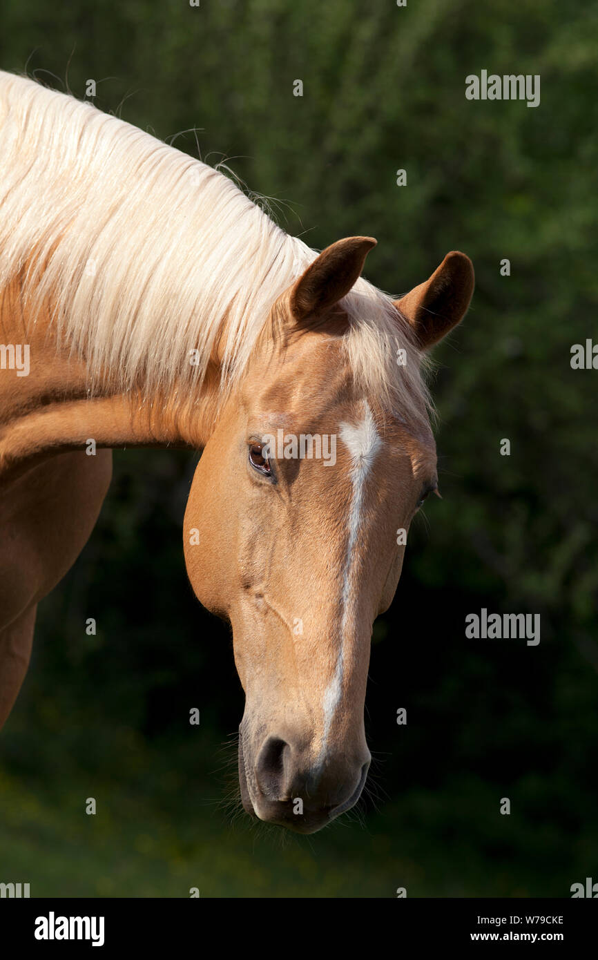 Palomino cavallo il ritratto di pascolo Foto Stock