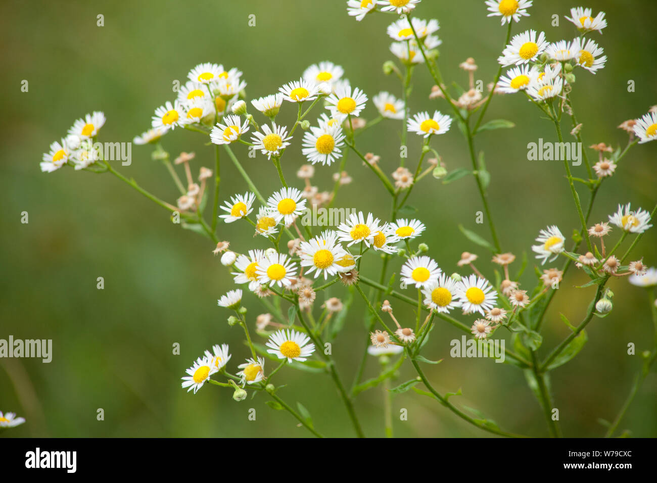 Fleabane Erigeron selvatica di piante e fiori Foto Stock