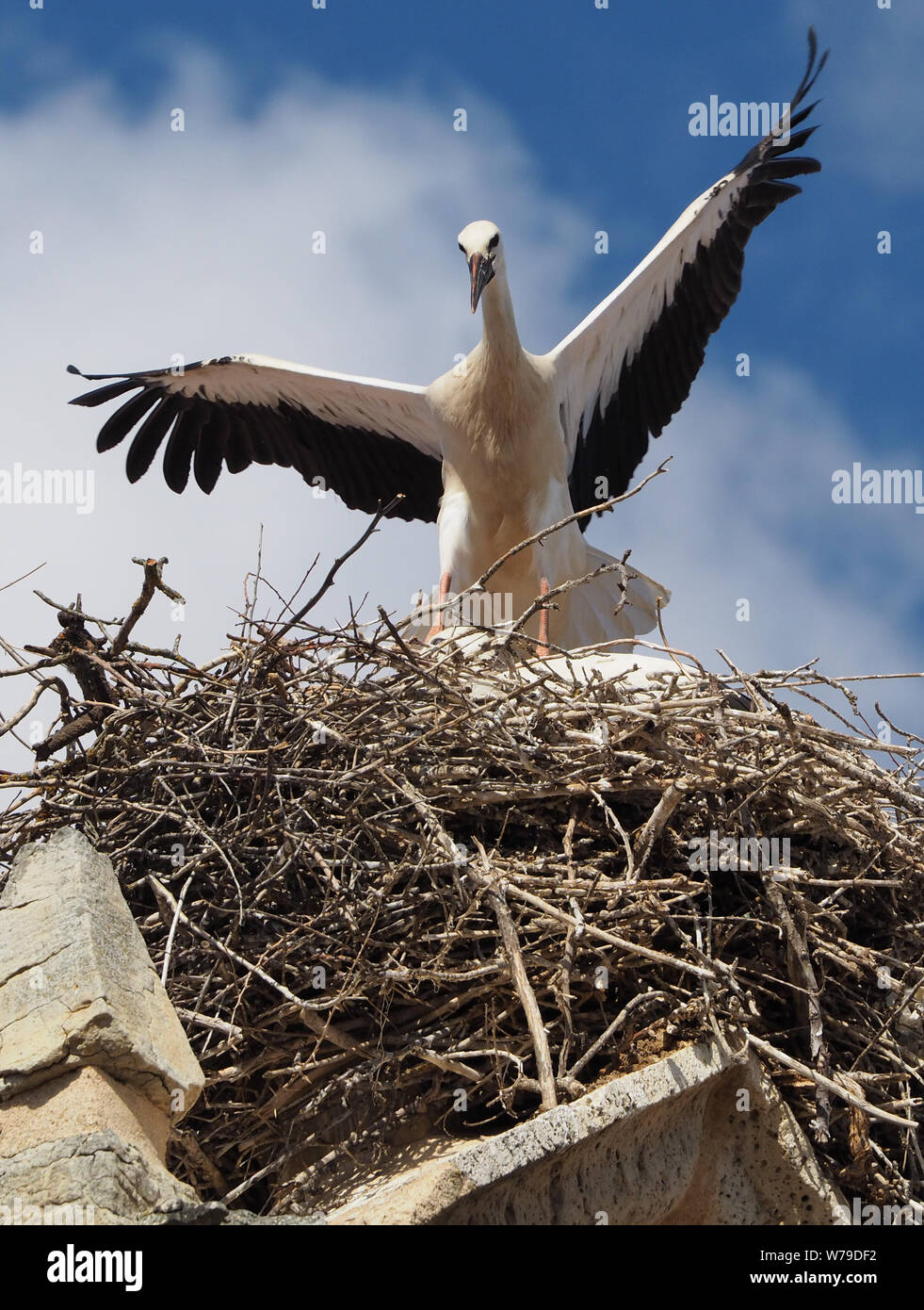Imponente cicogna nel nido con ali esteso Foto Stock