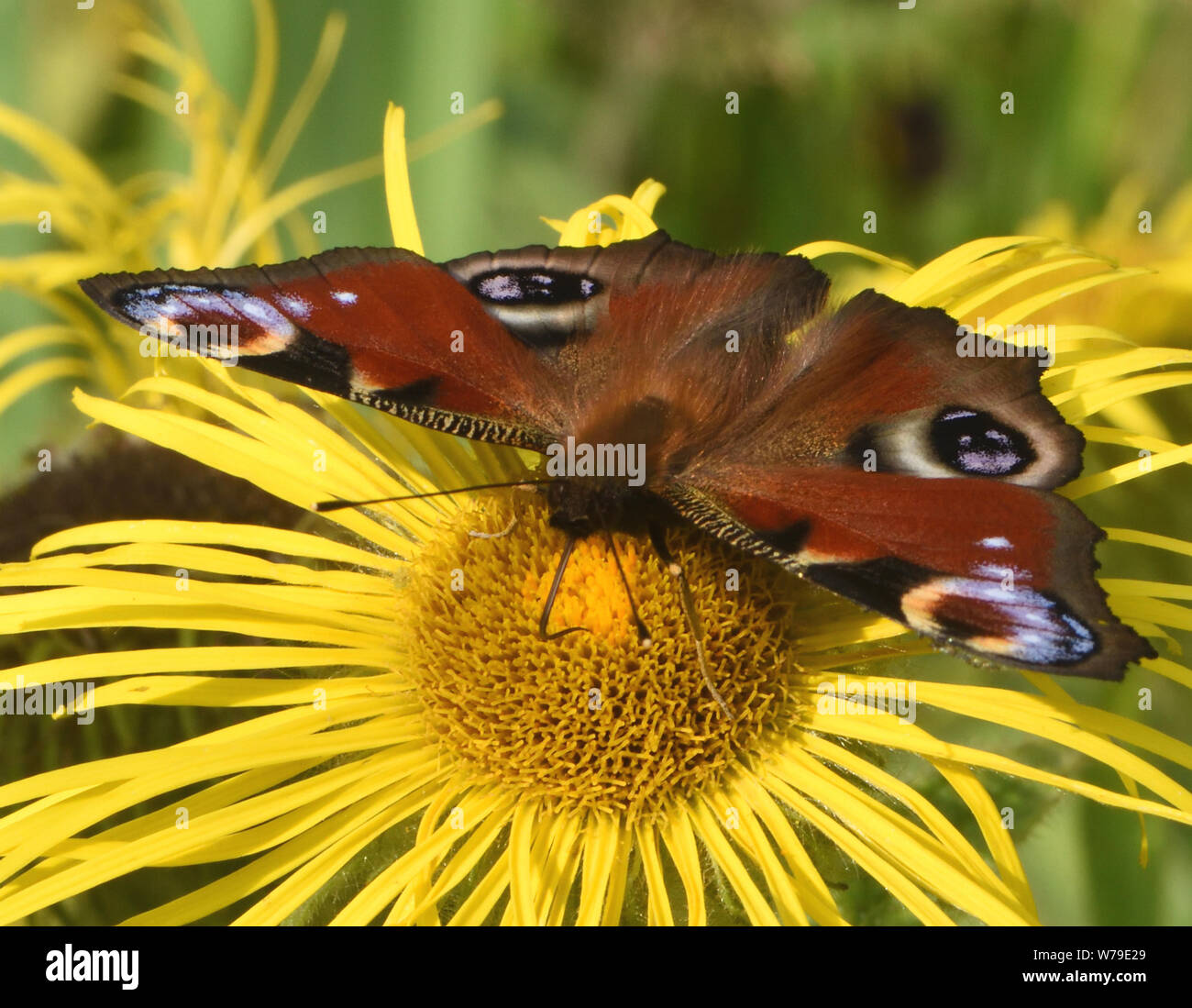 Farfalla pavone (Nymphalis io, Aglais io) con ali spiegate che mostra il pavone gli occhi, di alimentazione su un giallo Inula hookeri fiore. Bedgebury Fore Foto Stock
