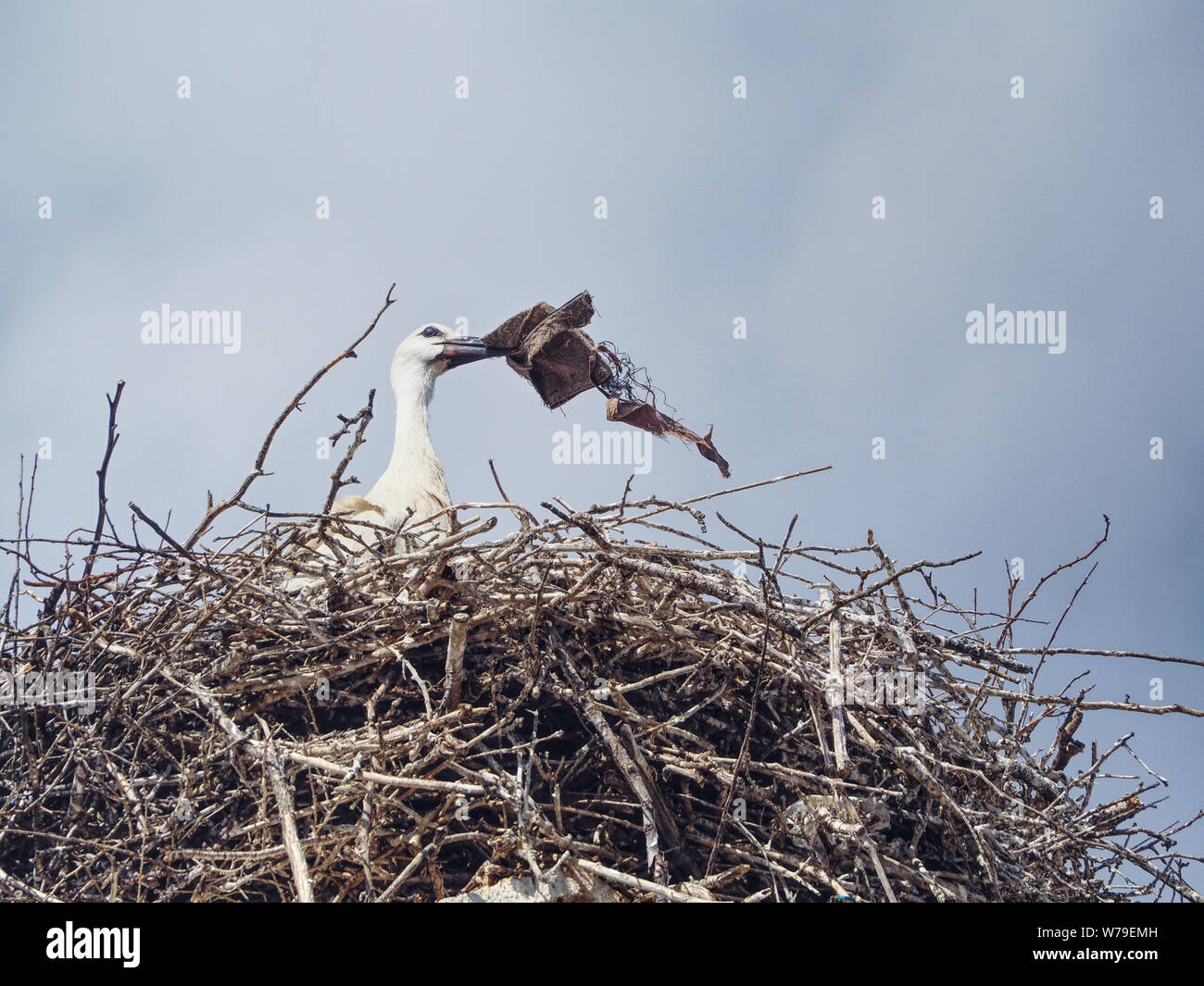 Spazzatura nel nido immagini e fotografie stock ad alta risoluzione - Alamy