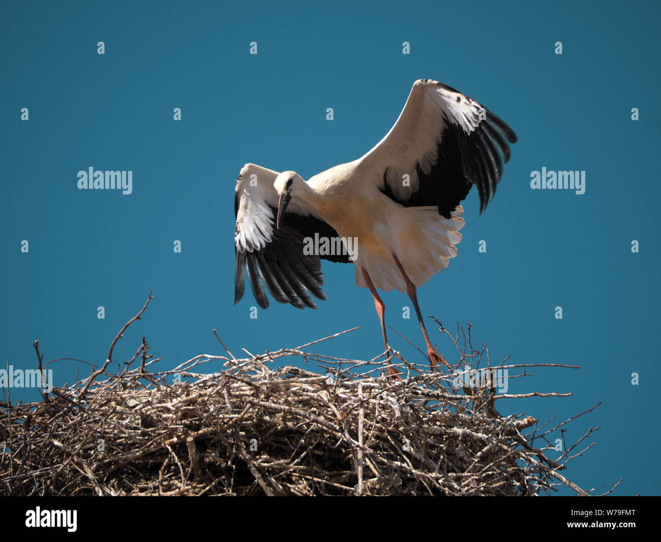 Cicogna giovani imparare a volare oltre il suo nido Foto Stock