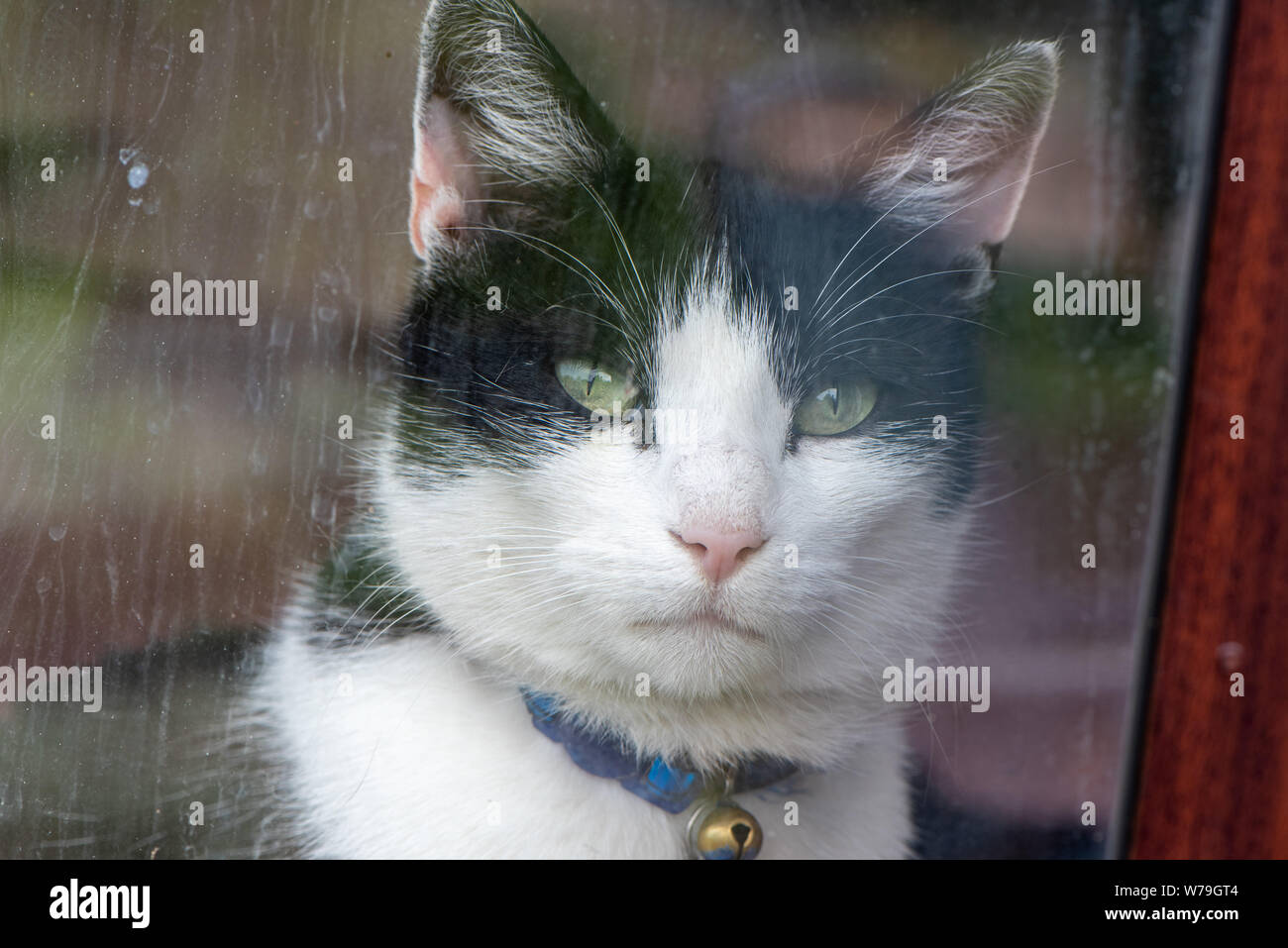 Bianco e nero cat a guardare fuori da dietro una finestra in vetro Foto Stock