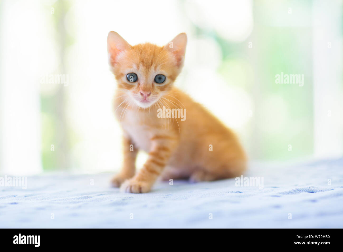 Baby cat. Lo zenzero gattino giocando sul lettino con maglia coperta. Animale domestico. Home pet. Giovani gatti. Carino divertente giocare i gatti di casa. Foto Stock