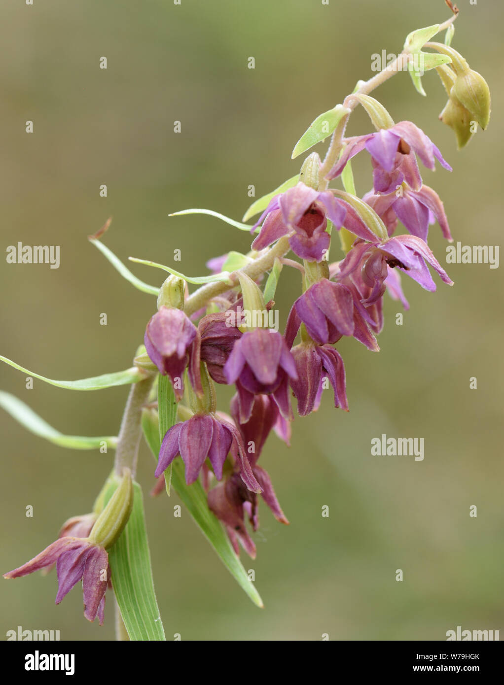 Di latifoglie (helleborine helleborine bergonii) fioritura crescente di testa sul bordo del bosco. Bedgebury Forest, Hawkhurst. Kent. Foto Stock