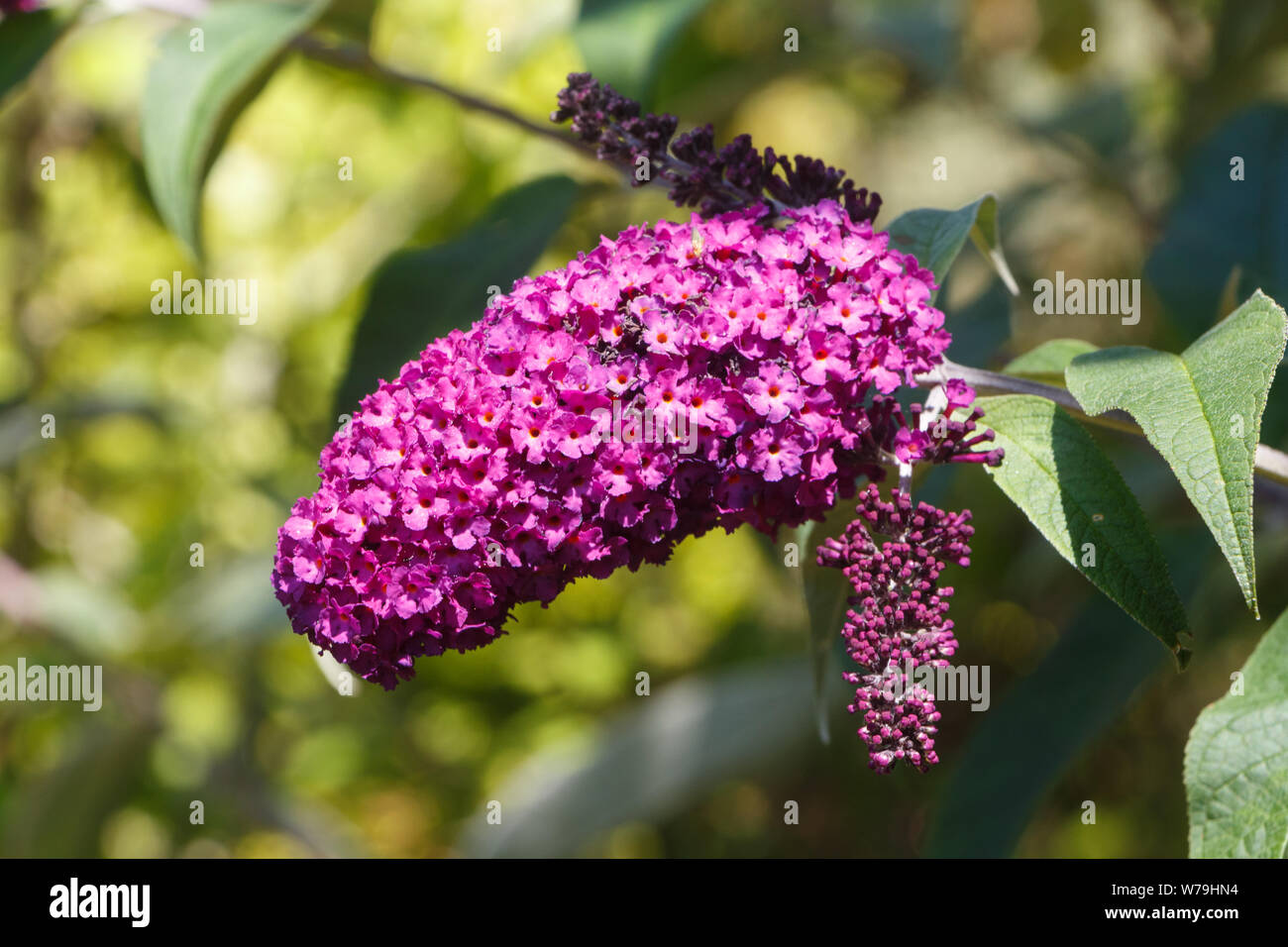 Fiori viola di butterfly bush in un giardino in estate Foto Stock