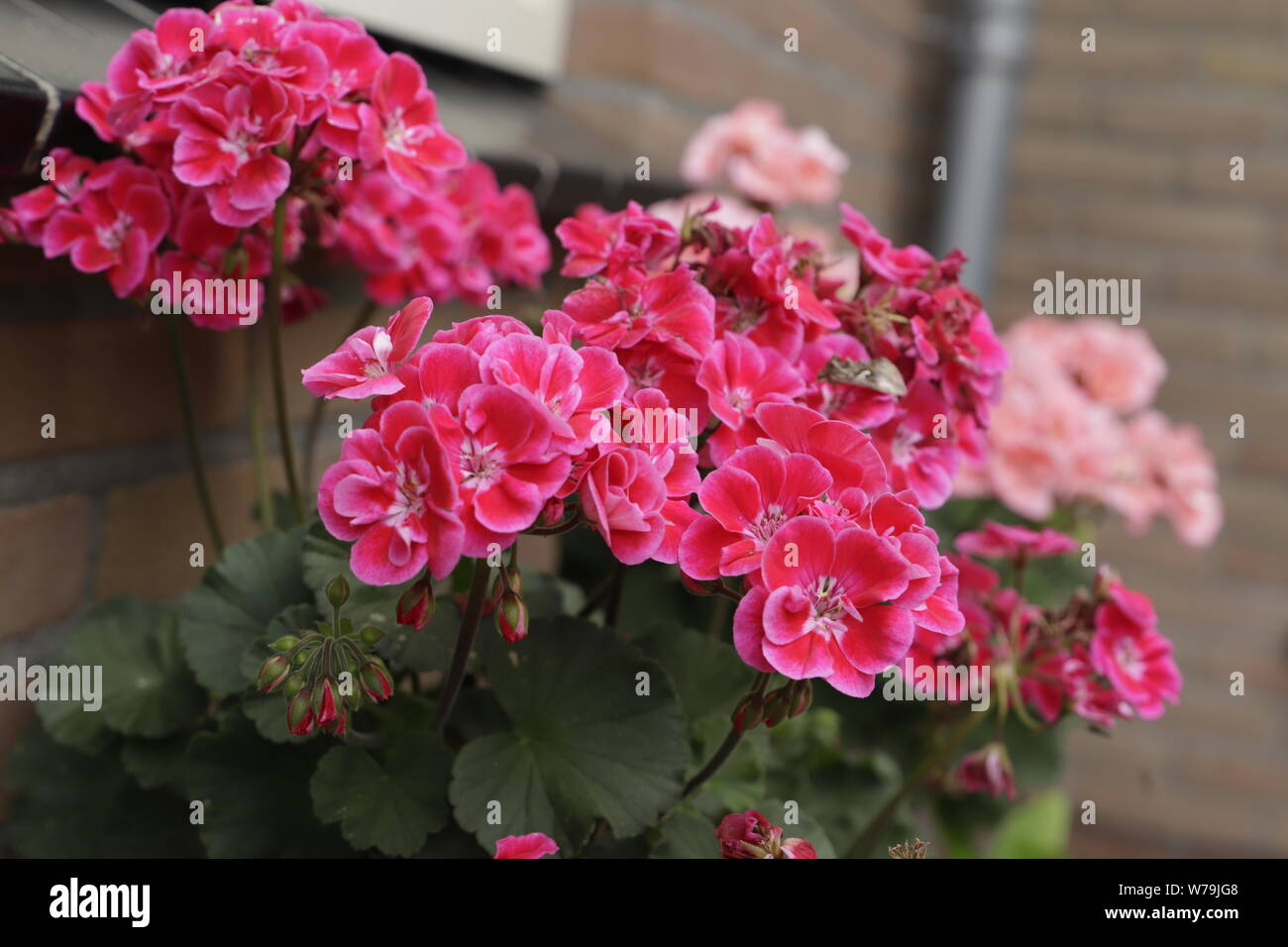 Una meravigliosa pianta per avere sul vostro balcone o giardino in estate  il pelargonium o geranio. Dà molti fiori fino al tardo autunno Foto stock -  Alamy