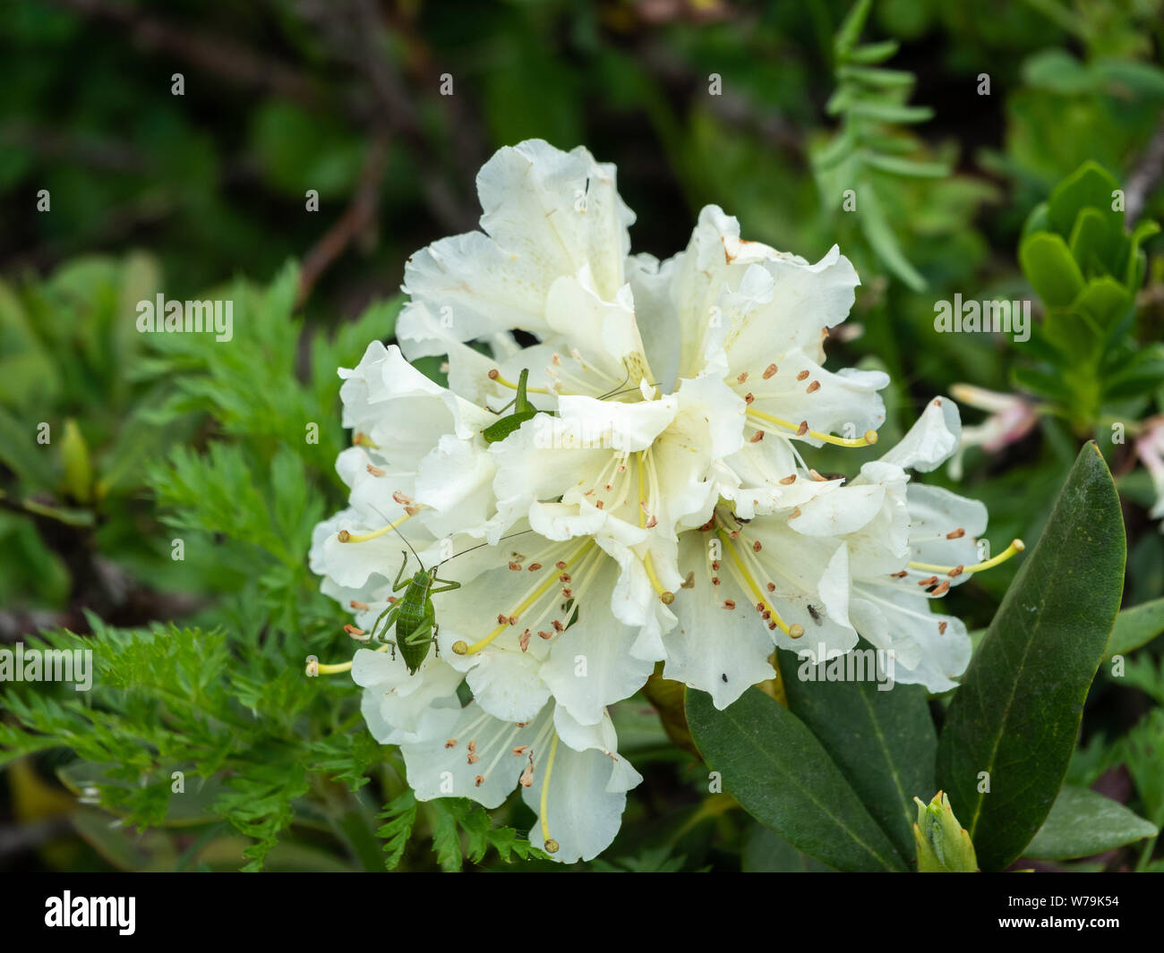 Una grande Cavalletta verde siede su fiori bianchi. Fiori bianchi di rododendro di montagna alla fine della fioritura. Foto Stock