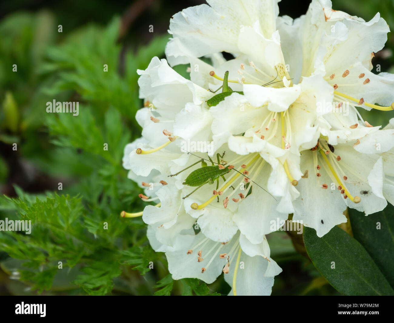 Una grande Cavalletta verde siede su fiori bianchi. Fiori bianchi di rododendro di montagna alla fine della fioritura. Foto Stock