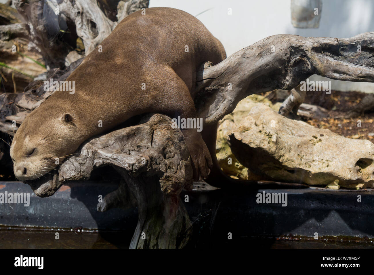 Lontra di dormire su un log close up Foto Stock