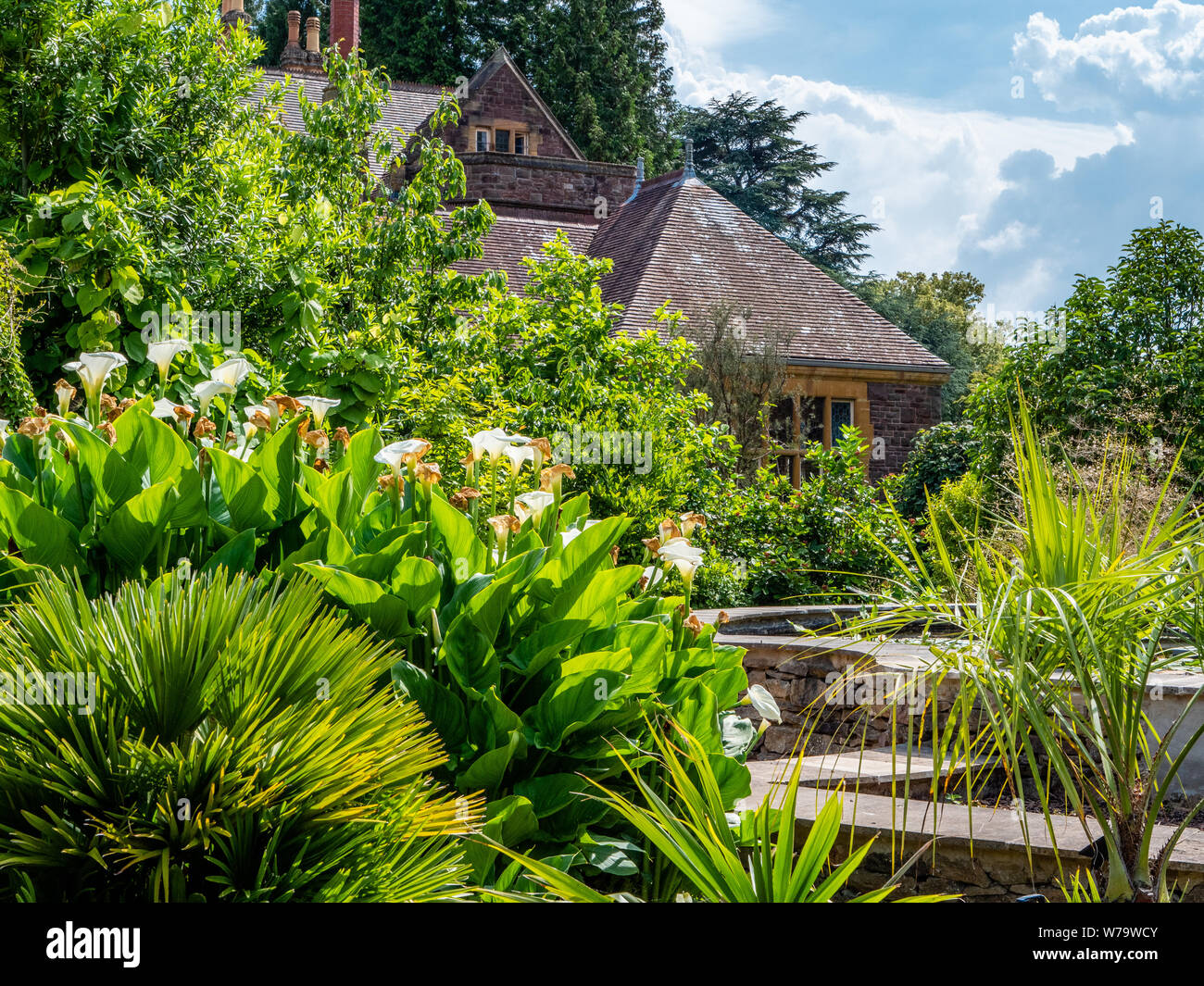 Rigoglioso angolo di Bristol Botanic Gardens con esotici piantagione di palme e white Zantedeschia arum lily - Bristol REGNO UNITO Foto Stock