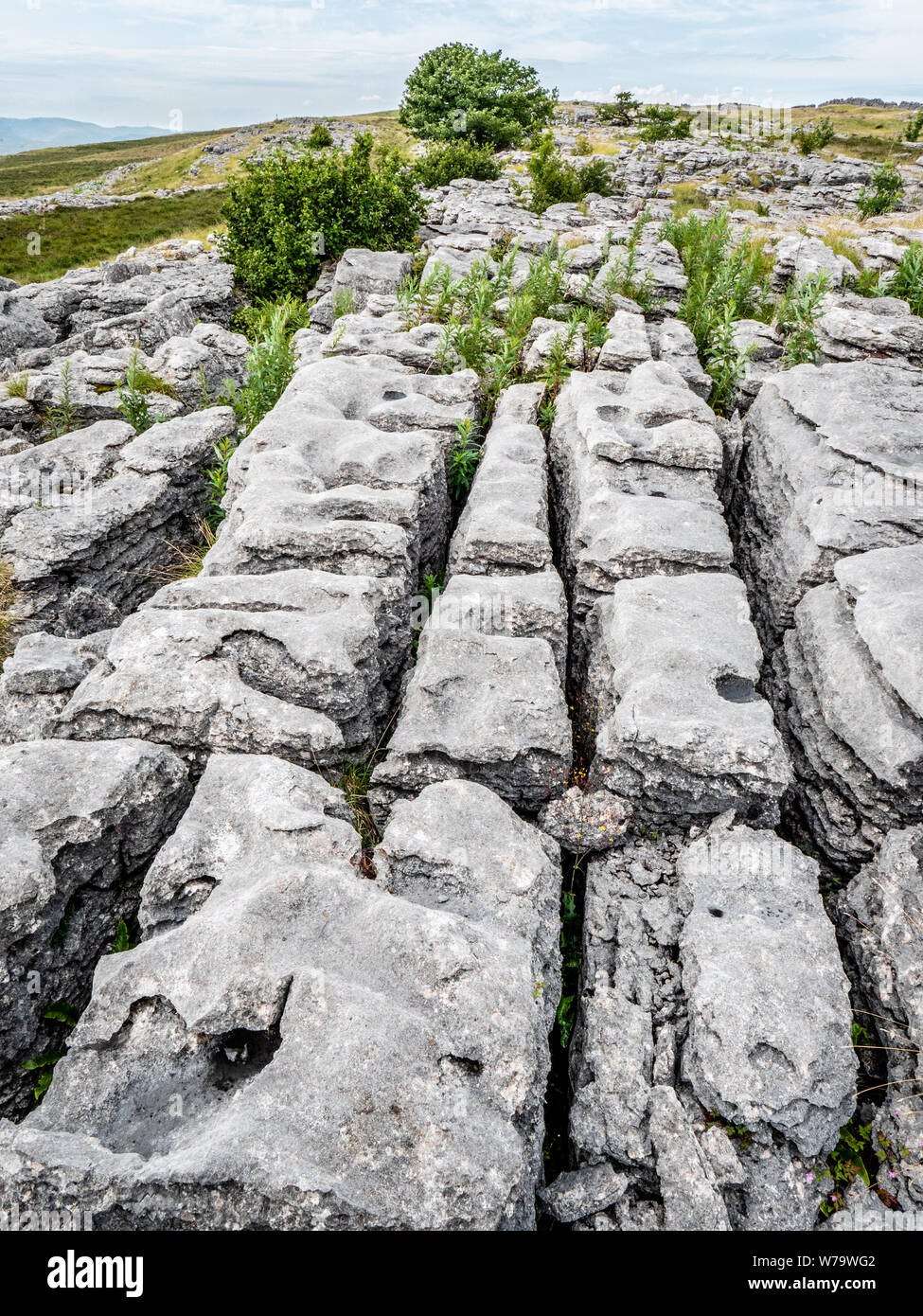 Pavimentazione di pietra calcarea o clints grykes e formata da una soluzione di resistenza agli agenti atmosferici glacially calcare esposti a grandi Asby cicatrice in Cumbria Regno Unito Foto Stock