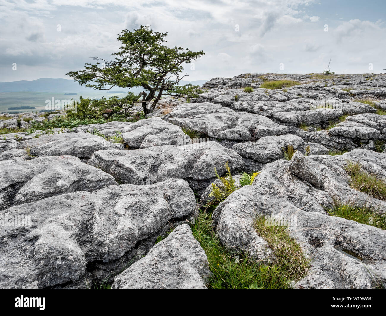 Pavimentazione di pietra calcarea o clints grykes e formata da una soluzione di resistenza agli agenti atmosferici glacially calcare esposti a grandi Asby cicatrice in Cumbria Regno Unito Foto Stock