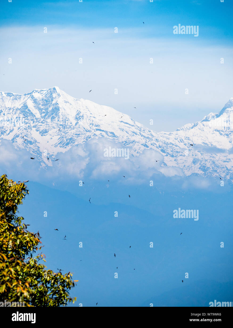 Cielo pieno di rondoni e martins sul Punto Zero punto di vista nella valle Binsar guardando verso innevate vette himalayane Foto Stock