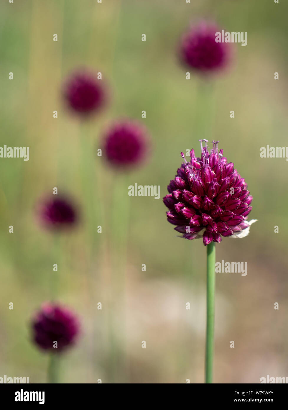 Fiore di testa a testa rotonda o di porro Bristol onion Allium sphaerocephalum una molto rara pianta trovata solo su scogliere calcaree della Avon Gorge Bristol REGNO UNITO Foto Stock