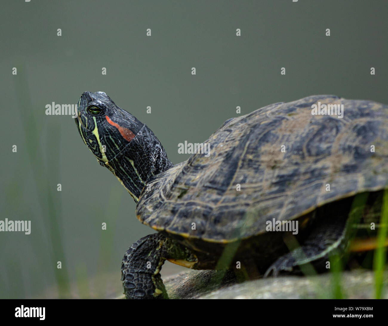 Dipinto di tartaruga, Chrysemys picta Colorado, STATI UNITI D'AMERICA Foto Stock