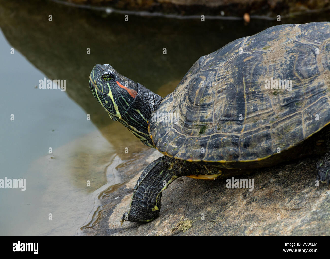 Dipinto di tartaruga, Chrysemys picta Colorado, STATI UNITI D'AMERICA Foto Stock