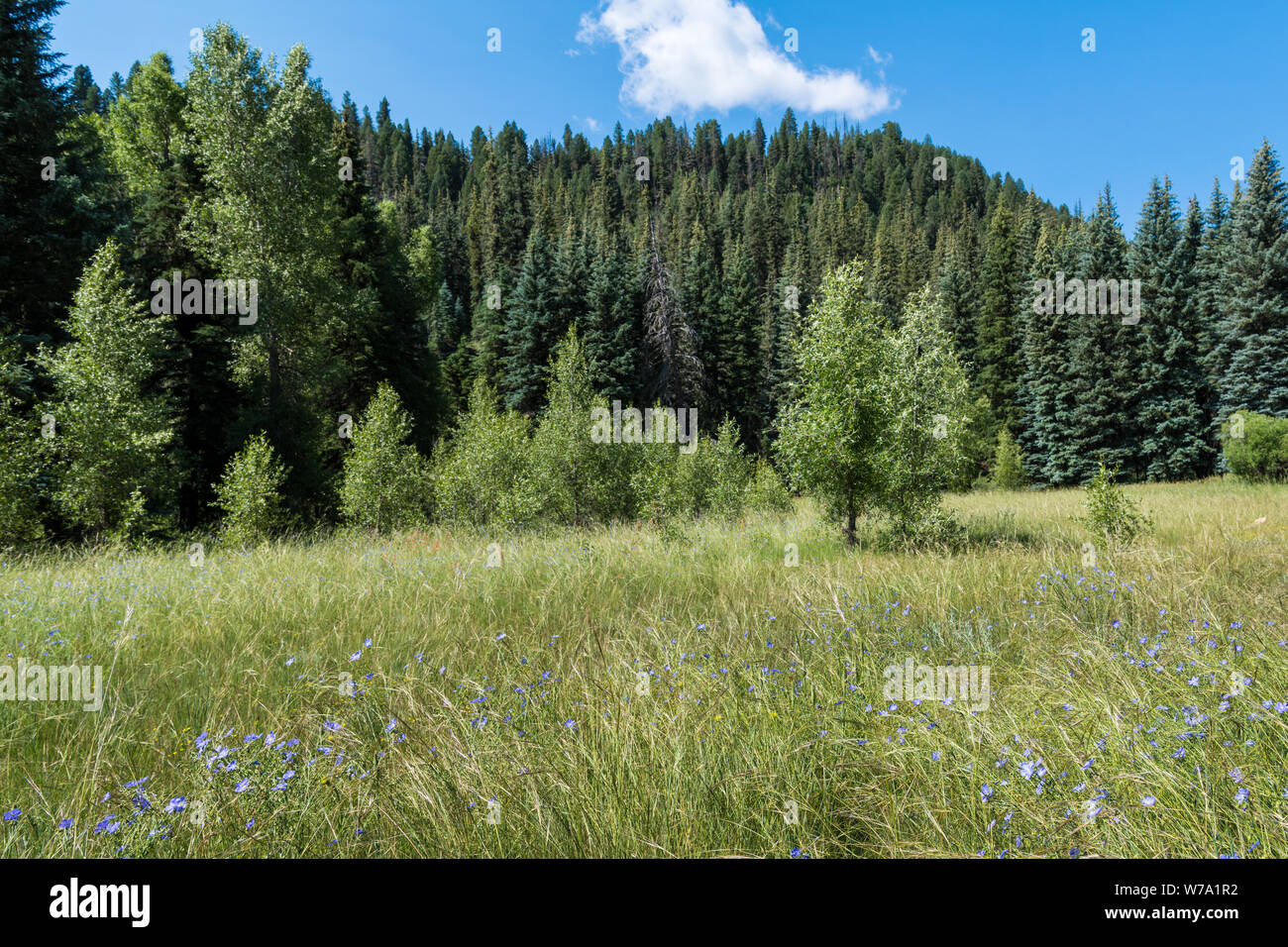 Grassy prato alpino con fiori selvatici blu nelle Montagne Rocciose vicino a Pagosa Springs, Colorado Foto Stock