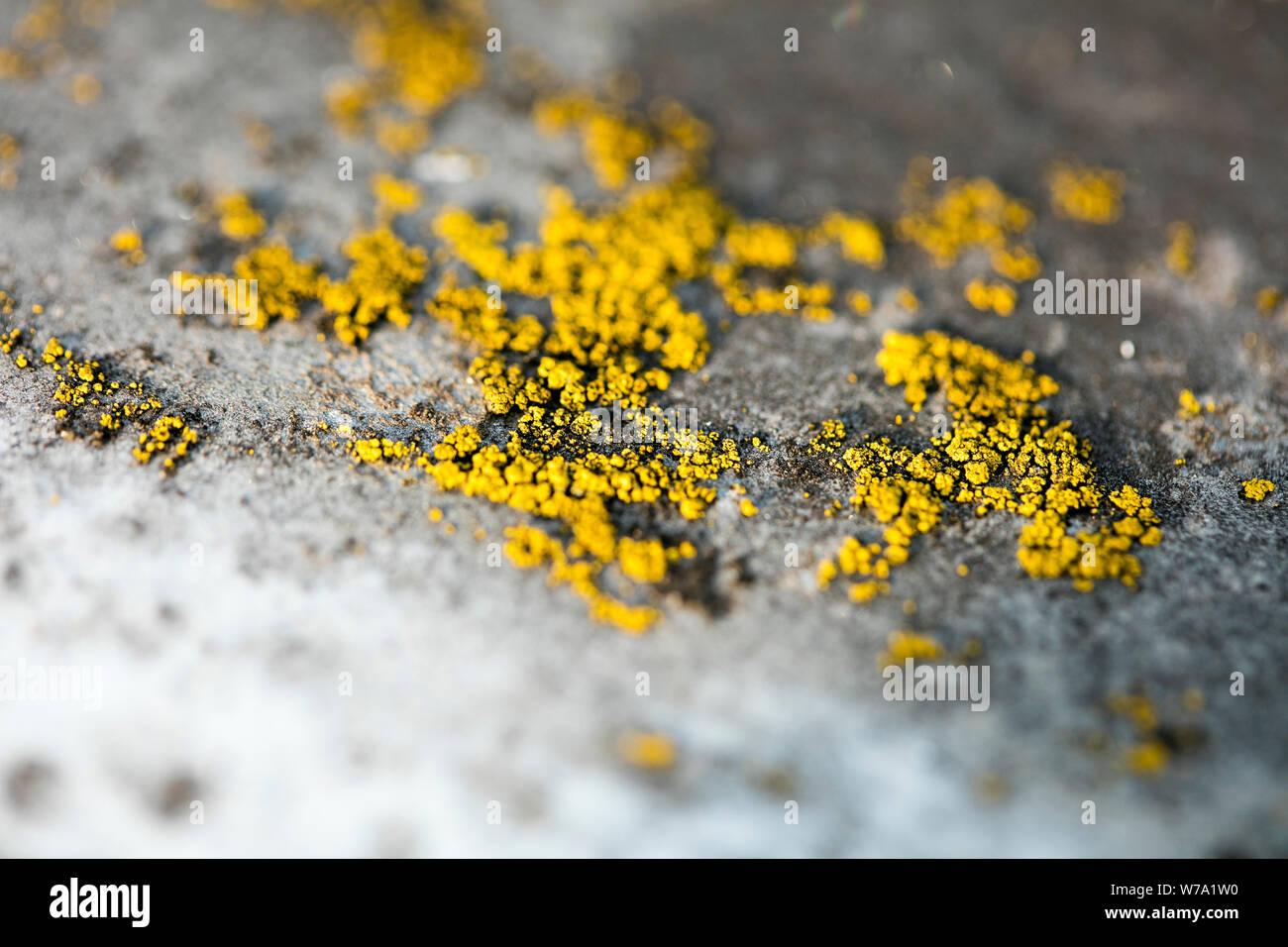 Licheni giallo sulla superficie metallica sfondo macro arte stampe di alta qualità prodotti cinquanta megapixel Foto Stock