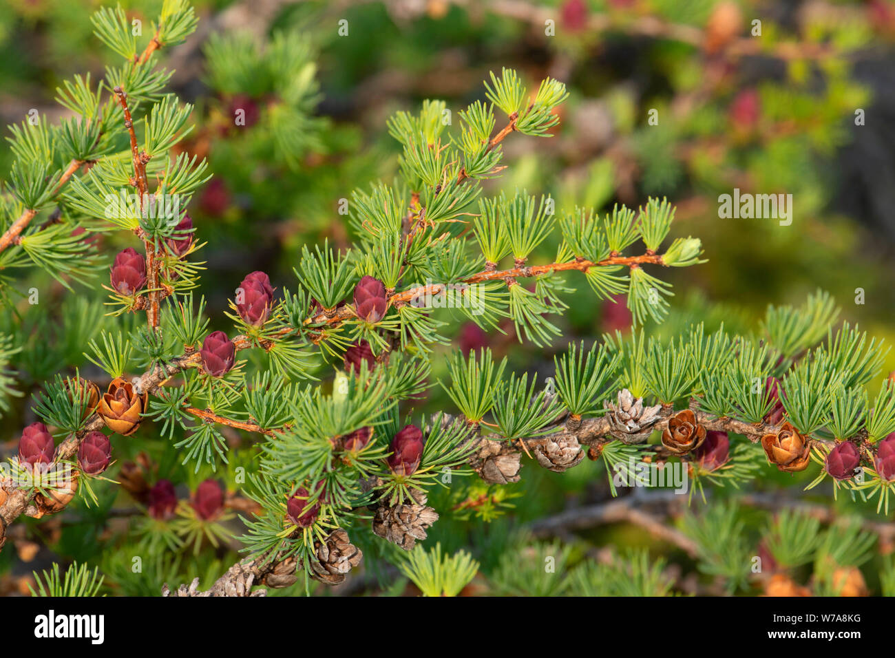 Aghi di larice lungo alpeggi Trail, Parco Nazionale Gros Morne, Terranova e Labrador, Canada Foto Stock