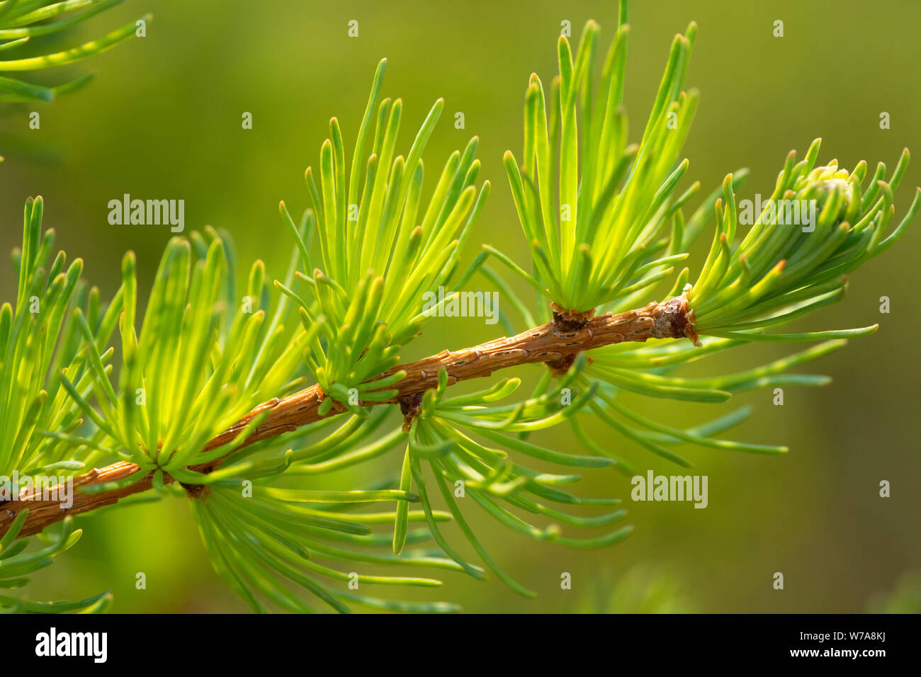 Aghi di larice lungo alpeggi Trail, Parco Nazionale Gros Morne, Terranova e Labrador, Canada Foto Stock