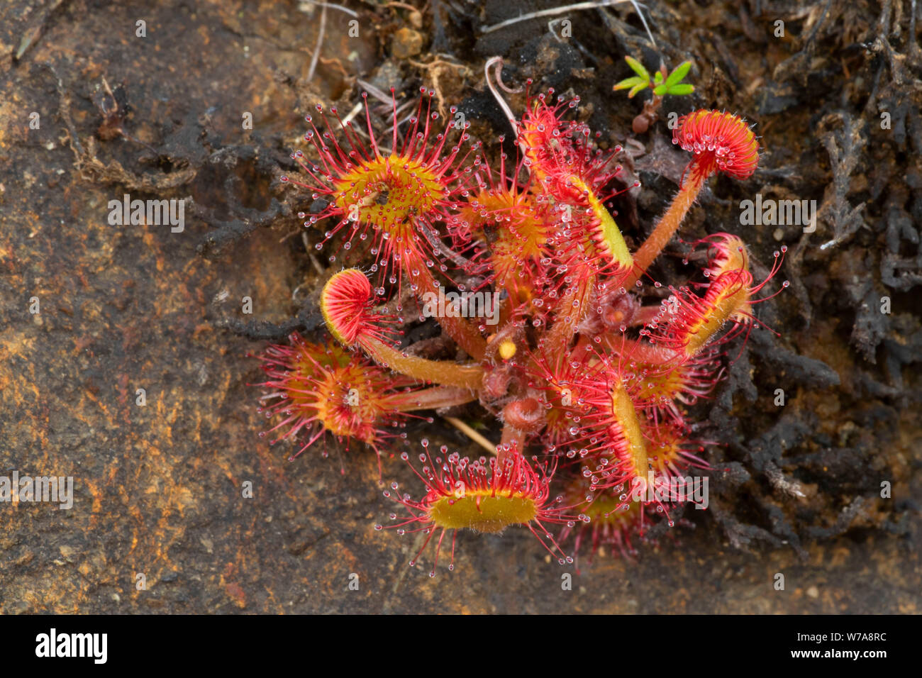 Sundew lungo alpeggi Trail, Parco Nazionale Gros Morne, Terranova e Labrador, Canada Foto Stock