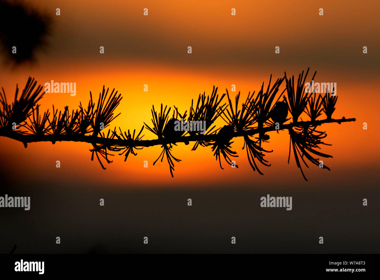 Il larice ago sunrise da alpeggi Trail, Parco Nazionale Gros Morne, Terranova e Labrador, Canada Foto Stock