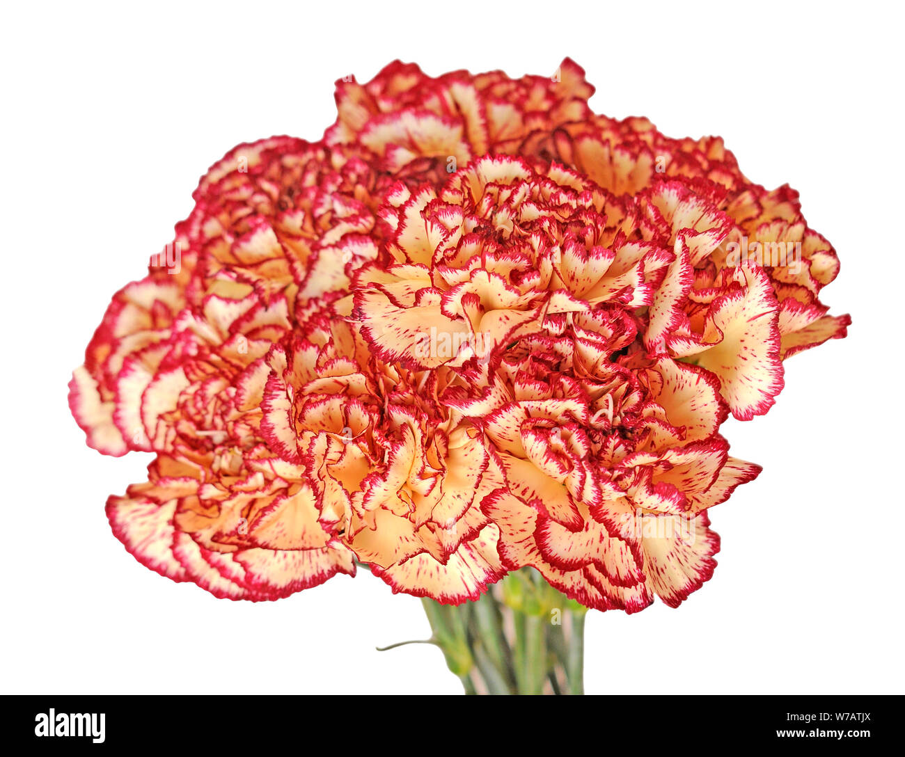 Un mazzetto di garofani isolare su sfondo bianco Foto Stock