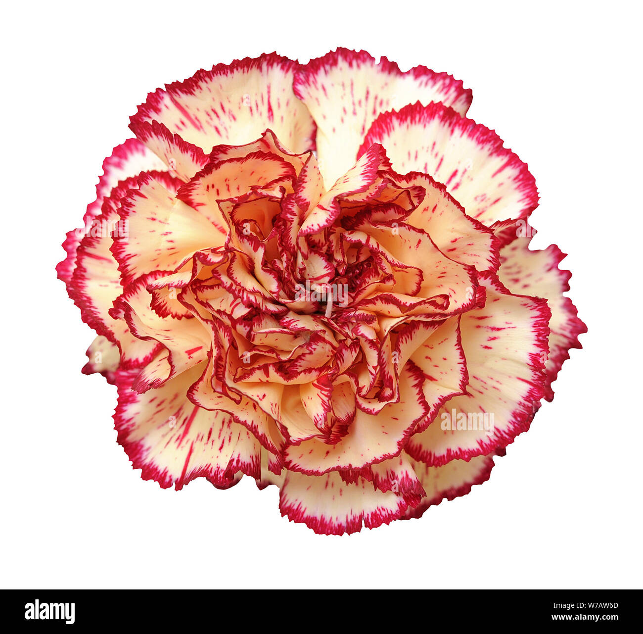 Garofani isolare su sfondo bianco Foto Stock