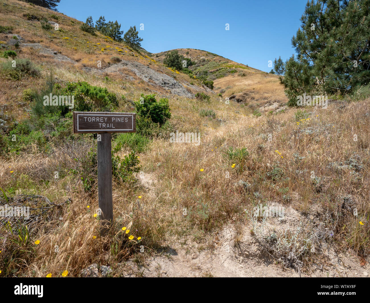 Torry pini escursione, Ranch vicino alla baia di Bechers Pier su una soleggiata giornata di primavera, Isola di Santa Rosa, il Parco Nazionale delle Channel Islands, Ventura, CALIFORNIA, STATI UNITI D'AMERICA Foto Stock