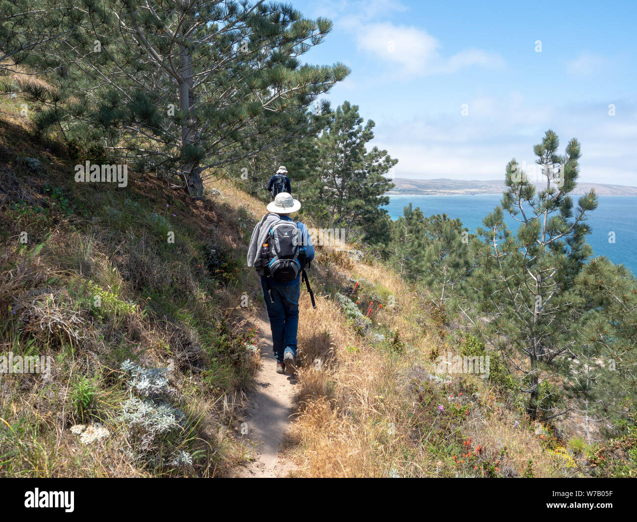 Torry pini escursione, Ranch vicino alla baia di Bechers Pier su una soleggiata giornata di primavera, Isola di Santa Rosa, il Parco Nazionale delle Channel Islands, Ventura, CALIFORNIA, STATI UNITI D'AMERICA Foto Stock