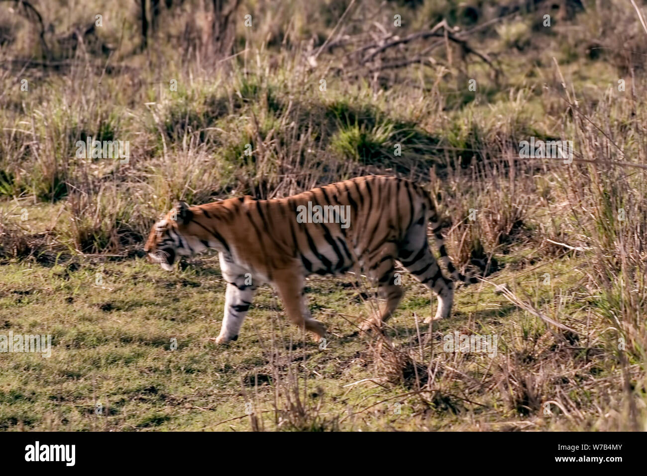 Tigre,Tara-2,attraversando ,l'erba,campo,zona ovest,Tadoba,Wildlife,Santuario,l'India. Foto Stock