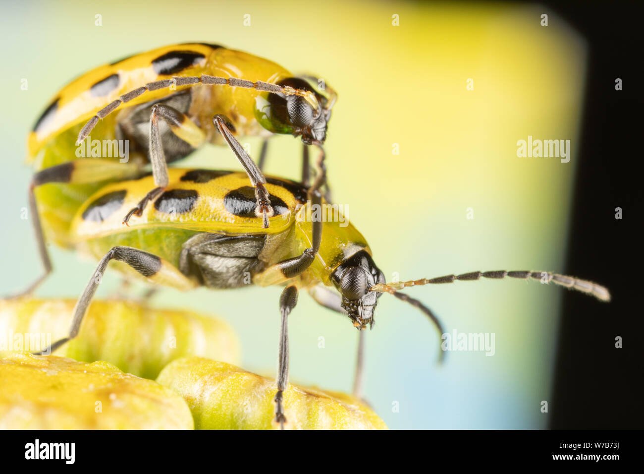 Due Spotted cetriolo coleotteri maiting sulla sommità dei fiori tansy Foto Stock