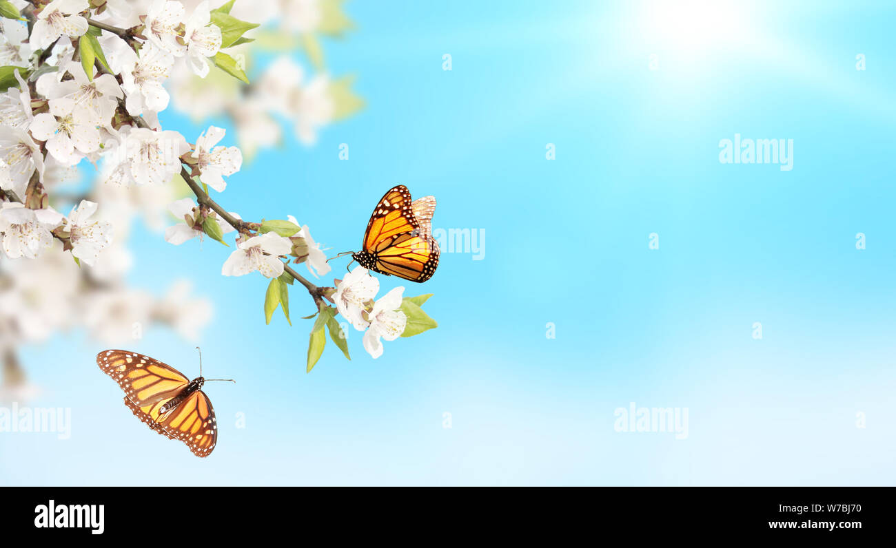 Fiore di Ciliegio e farfalle monarca (Danaus plexippus, Nymphalidae) sul cielo azzurro sfondo soleggiato. Molla orizzontale banner. Copia spazio per il testo. Foto Stock