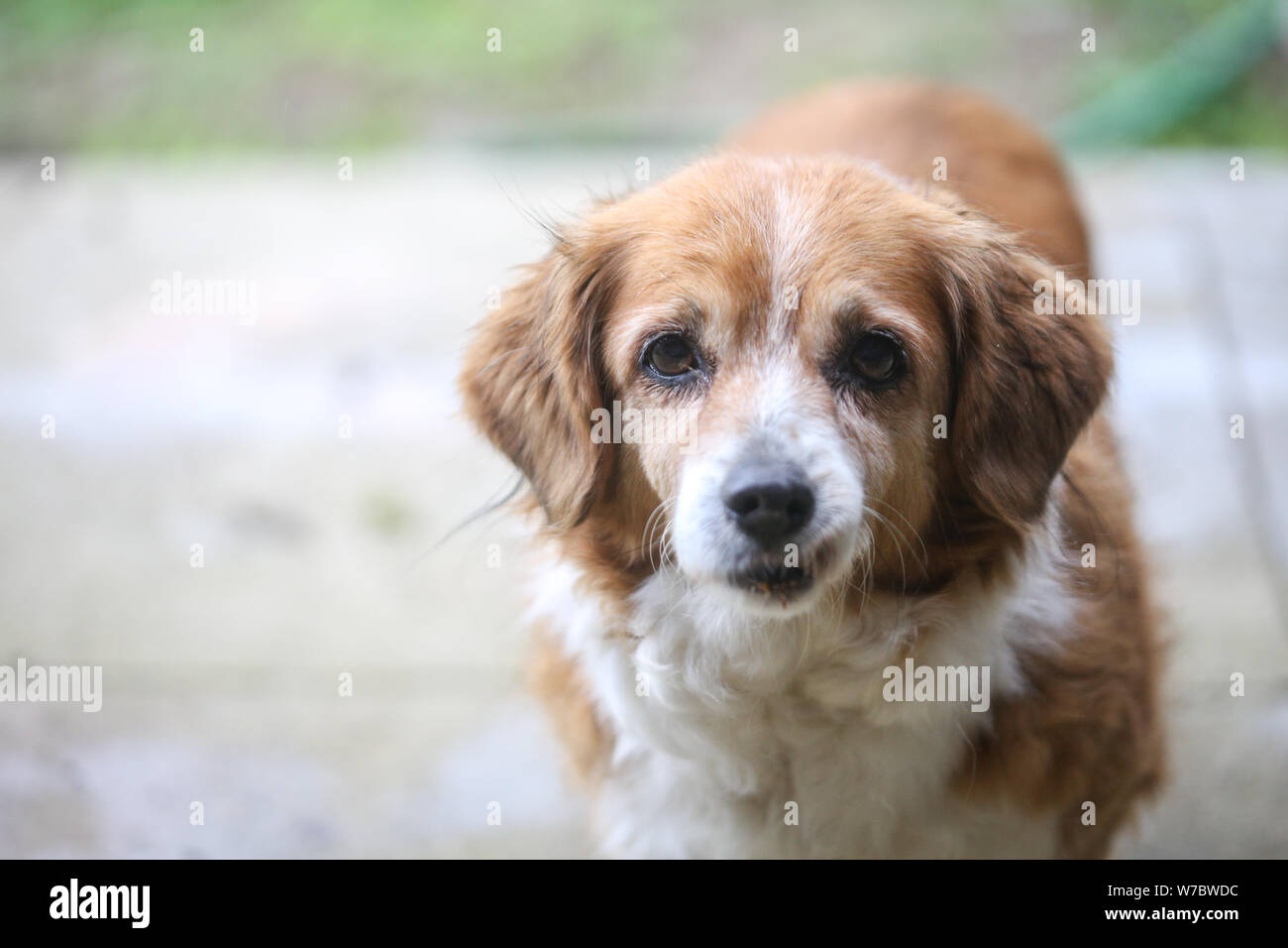 Ritratto di un vecchio cane femmina Foto Stock