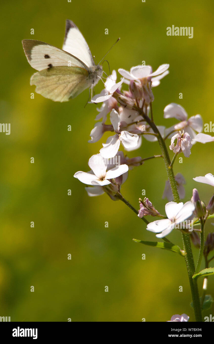 Cavolo butterfly bianco su bianco onestà fiore Foto Stock