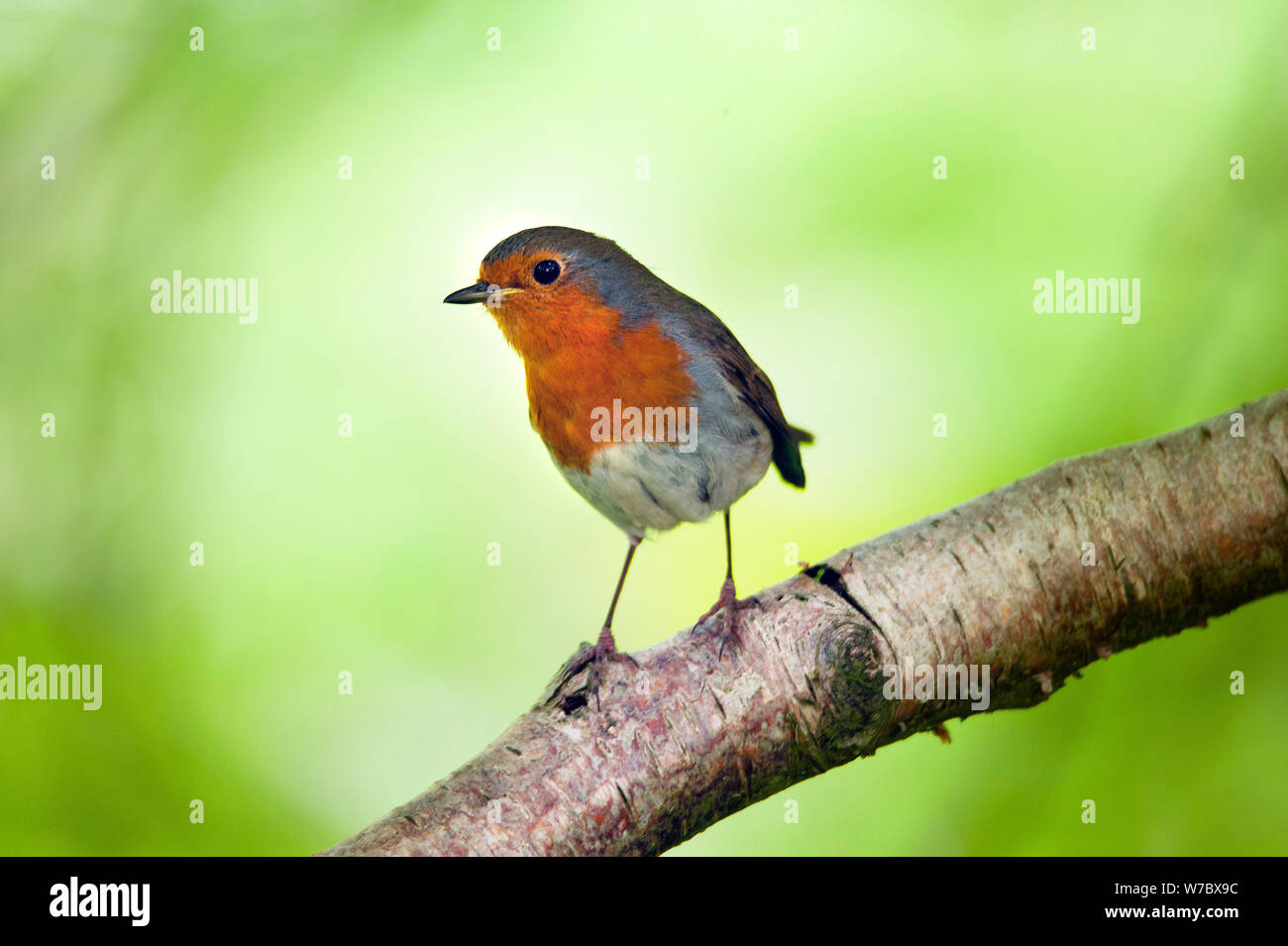 Robin nei boschi vicino a Allensford, Northumberland Foto Stock