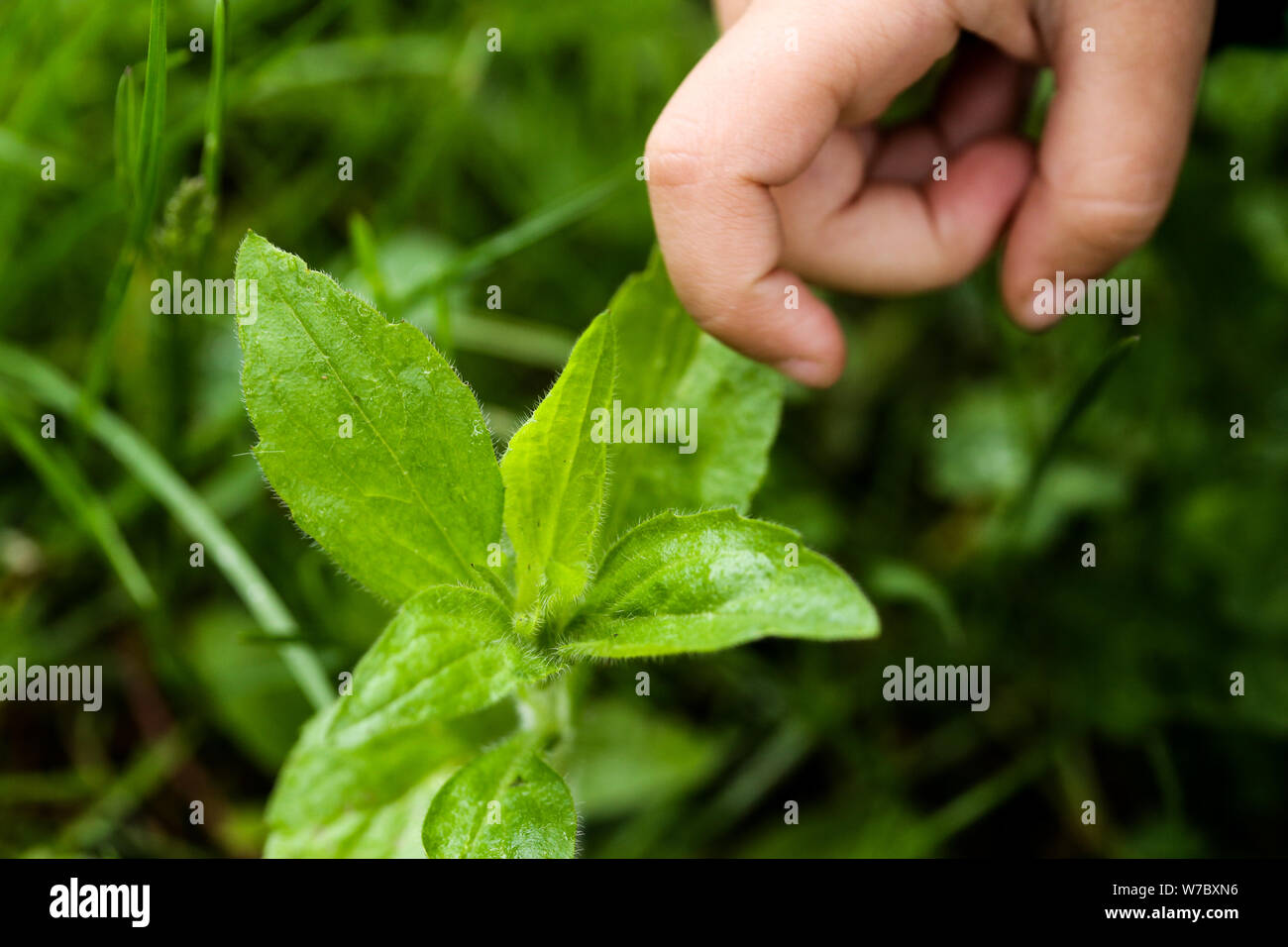 Close-up immagine del dito di un bambino cercando di toccare un ortica Foto Stock