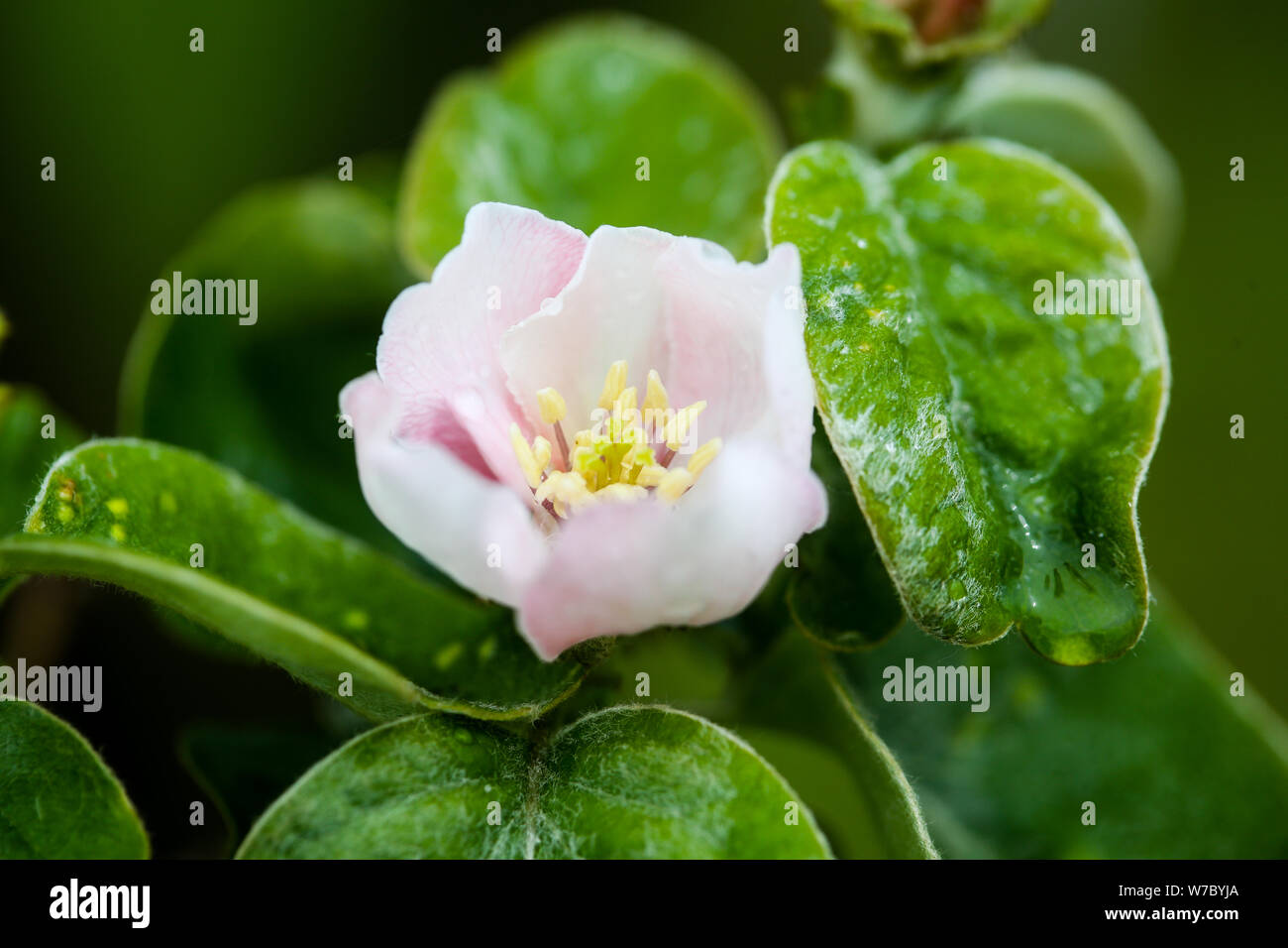La fotografia macro con una fioritura di mela cotogna Foto Stock