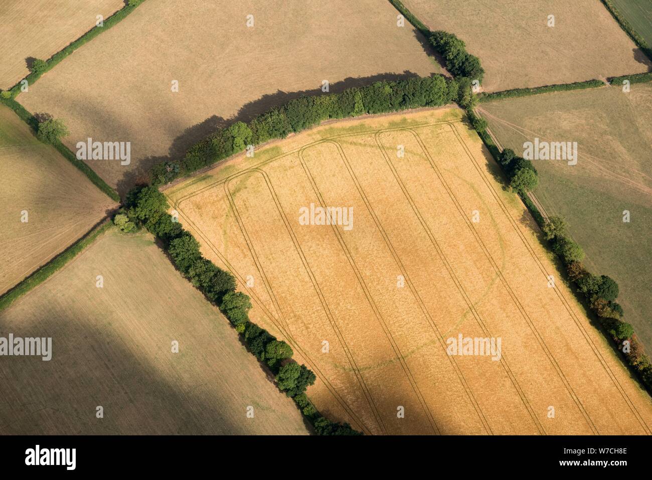 Grandi, probabilmente di epoca preistorica, contenitore crop mark, vicino Churchstanton, Somerset, 2018. Creatore: Storico Inghilterra fotografo personale. Foto Stock