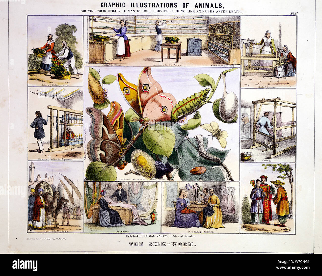 'L'Silk-Worm', C1850. Artista: Benjamin Waterhouse Hawkins Foto Stock