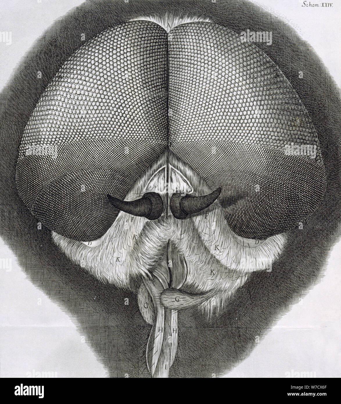 Drone grigio-fly, osservazione XXXIX da Hooke la sua Micrographia, 1664. Artista: Robert Hooke Foto Stock