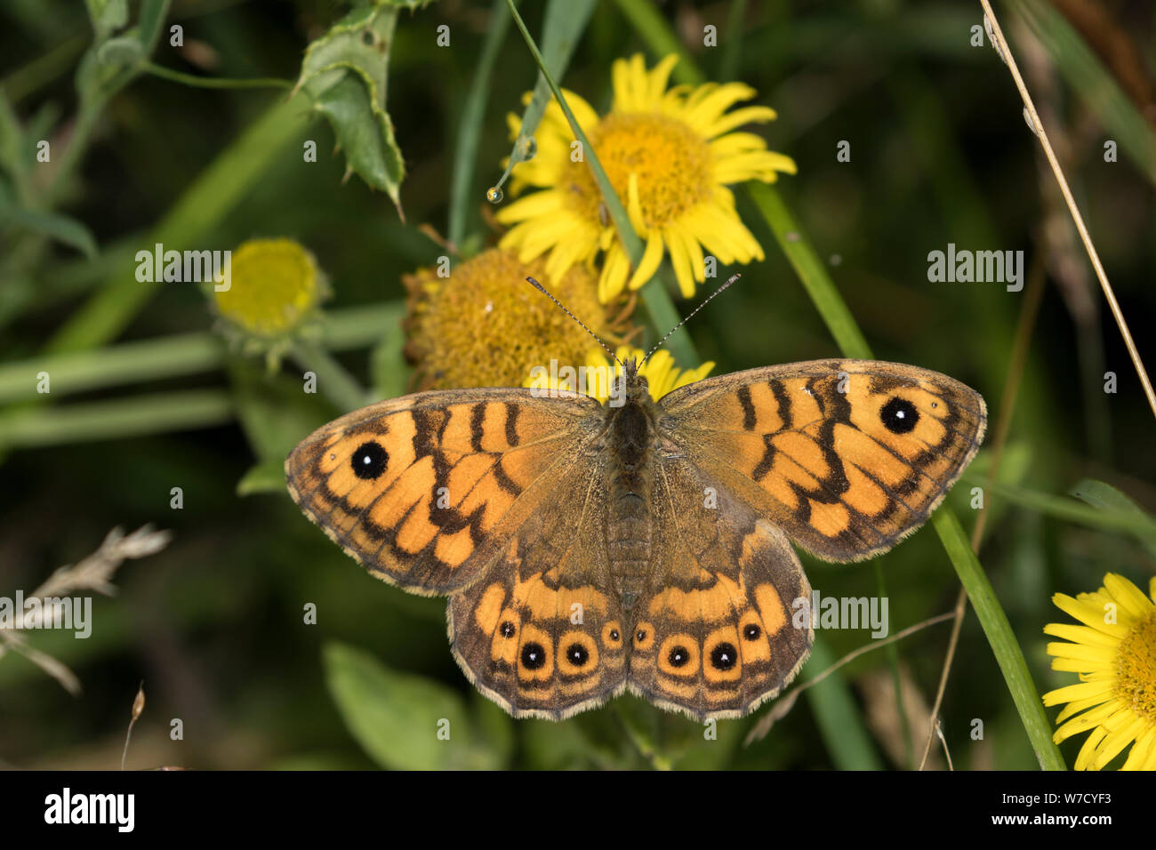 Parete di alimentazione a farfalla su fleabane Foto Stock